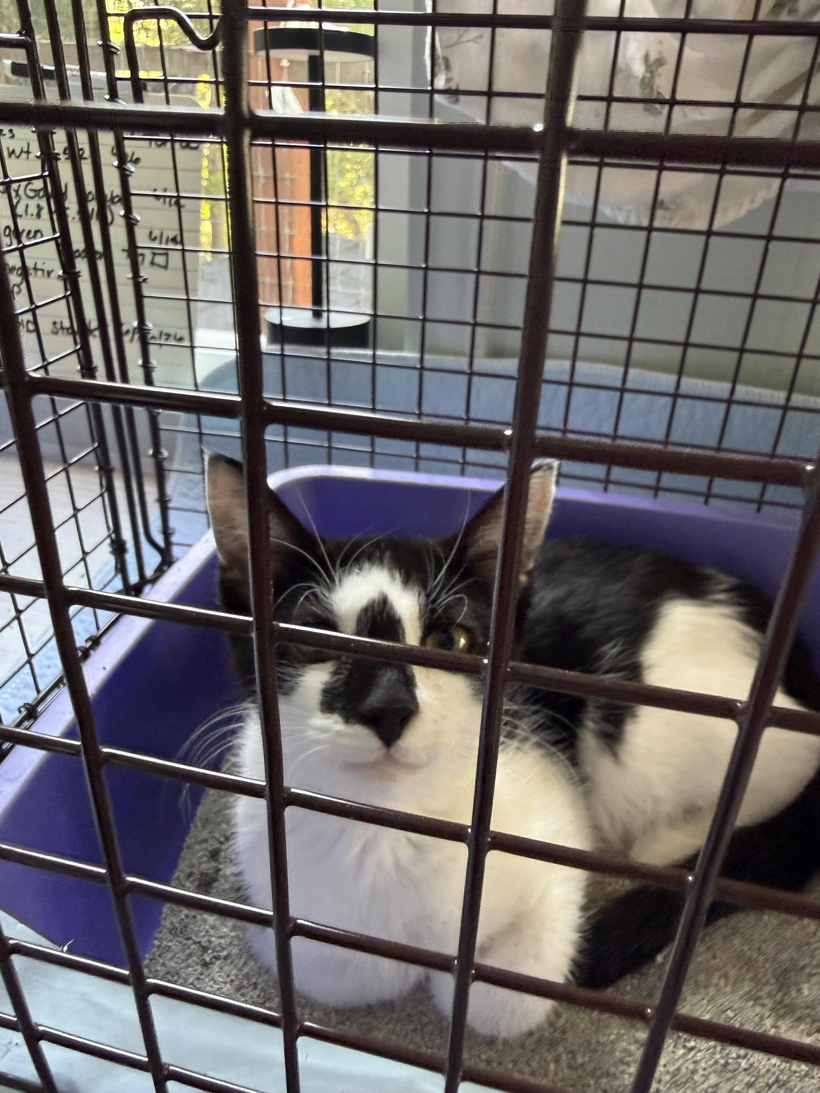 Enlarge Milo, a Adopted Domestic Short Hair in danville, CA image 2/2
