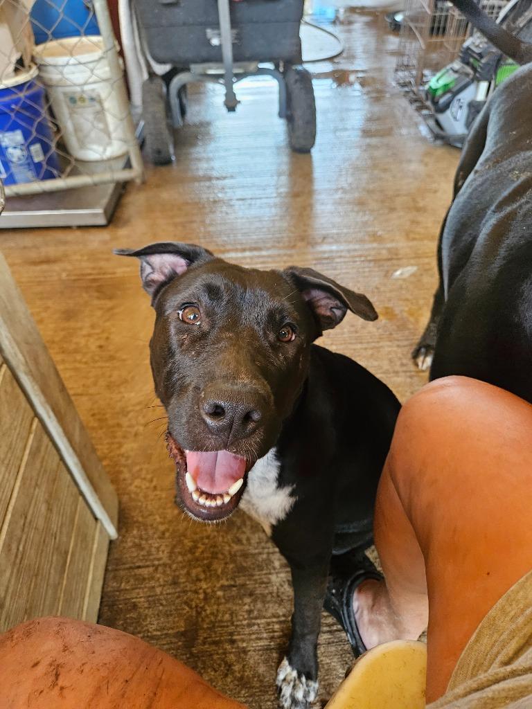 Enlarge Tink Tink, a Adoptable mixed breed in Waynesville, GA image 3/6