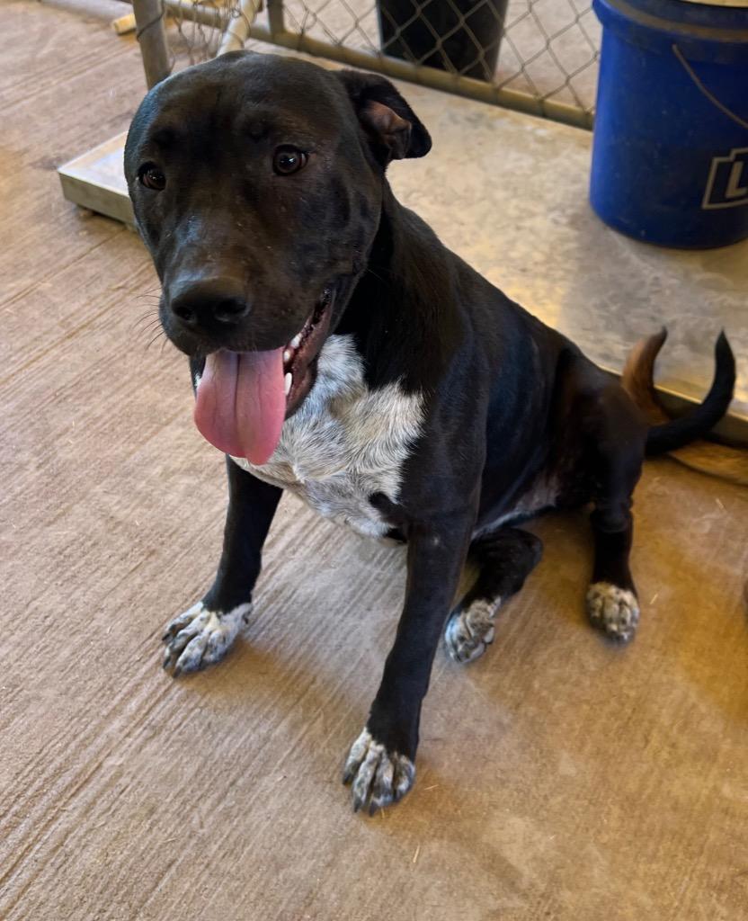 Enlarge Tink Tink, a Adoptable mixed breed in Waynesville, GA image 6/6