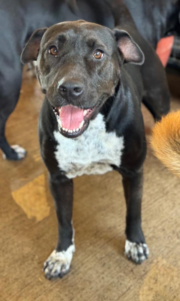 Enlarge Tink Tink, a Adoptable mixed breed in Waynesville, GA image 6/6