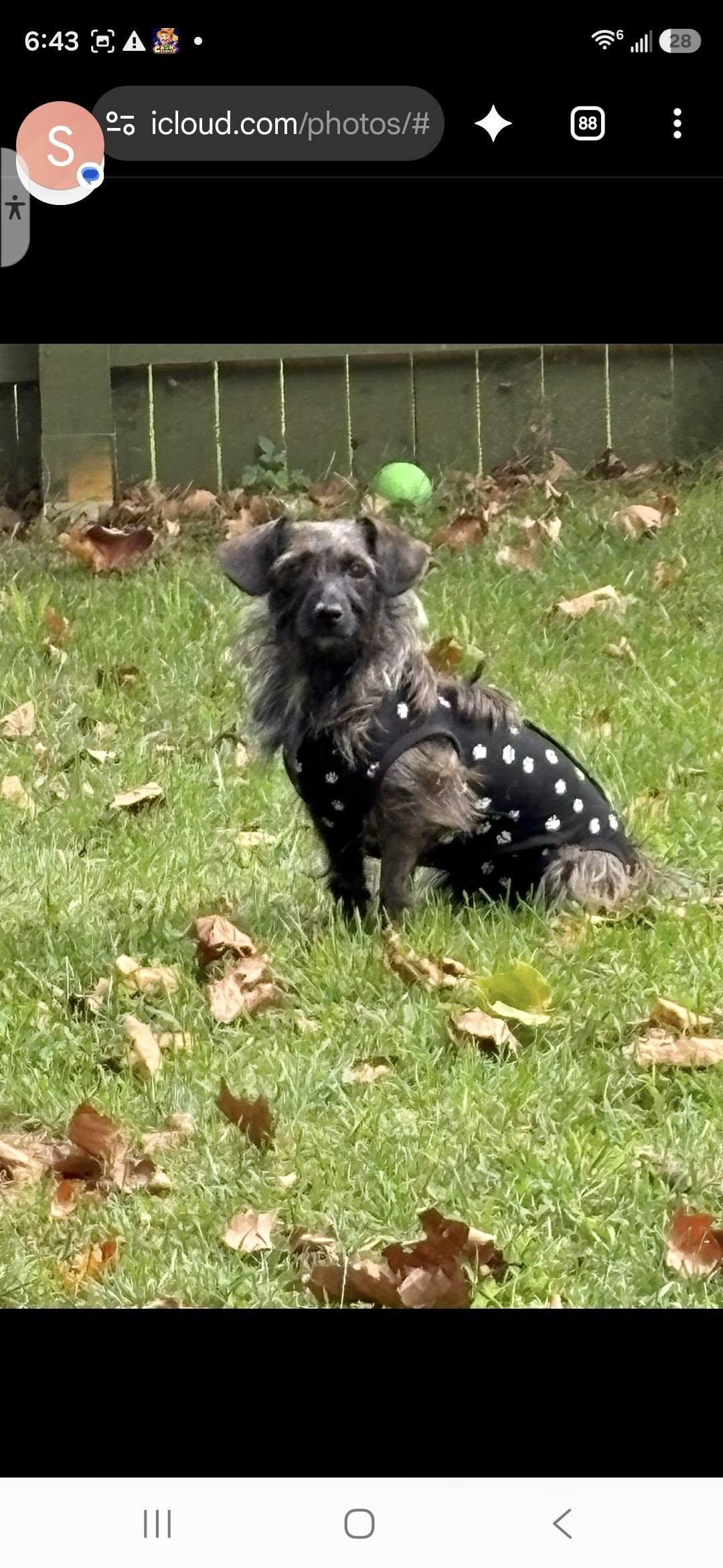 Princess & Dutchess, Adoptable, Young Female Dachshund & West Highland White Terrier / Westie.