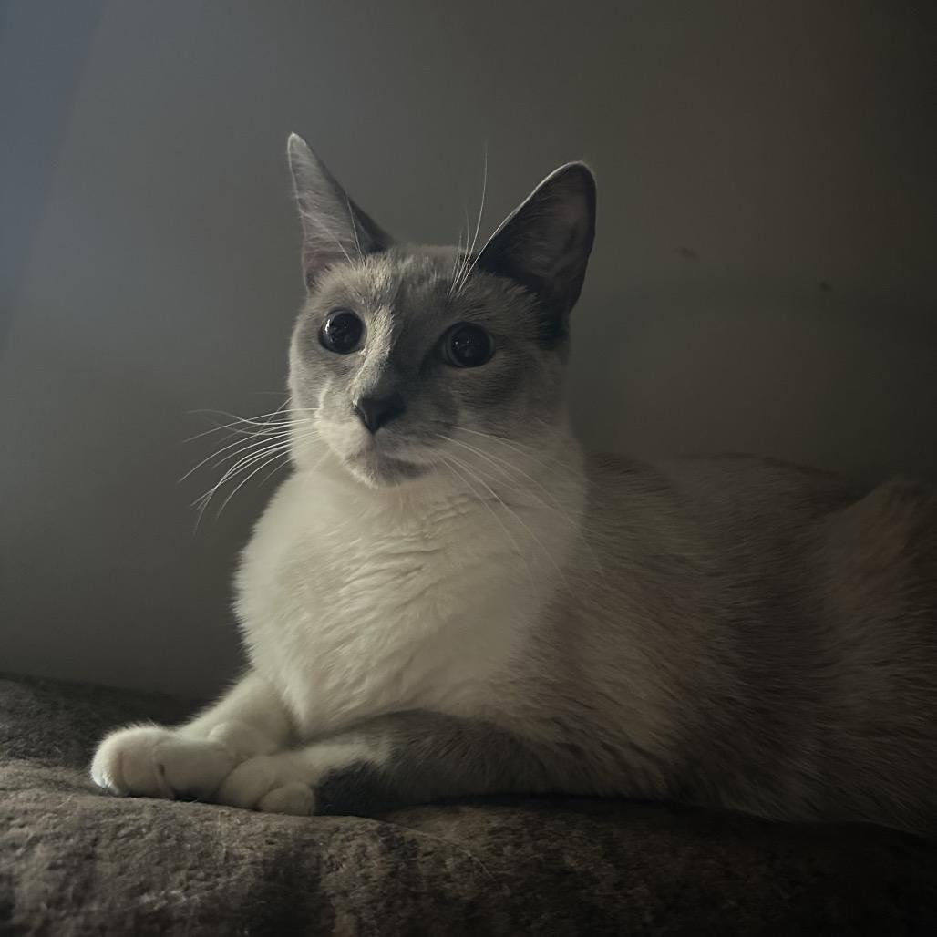 Willow, Adoptable, Adult Female Domestic Short Hair.