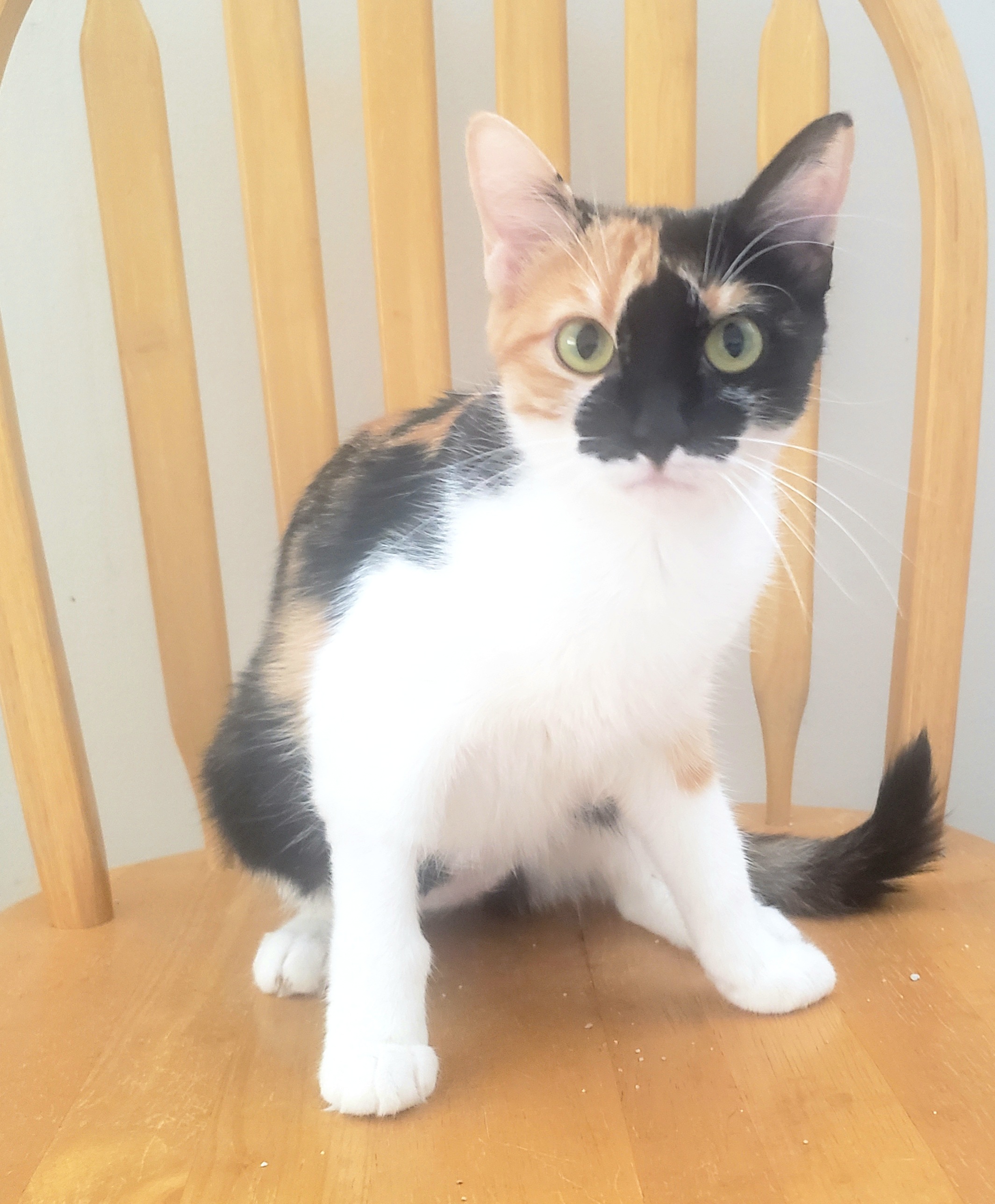 Enlarge Lucy #cute-sweet-kitten, a Adopted mixed breed in Houston, TX image 4/5