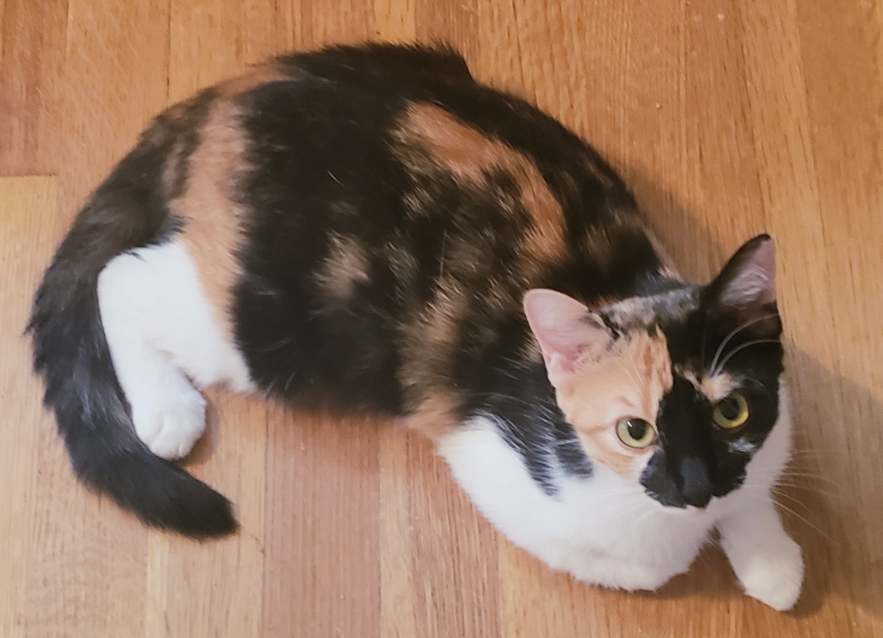 Enlarge Lucy #cute-sweet-kitten, a Adopted mixed breed in Houston, TX image 2/5