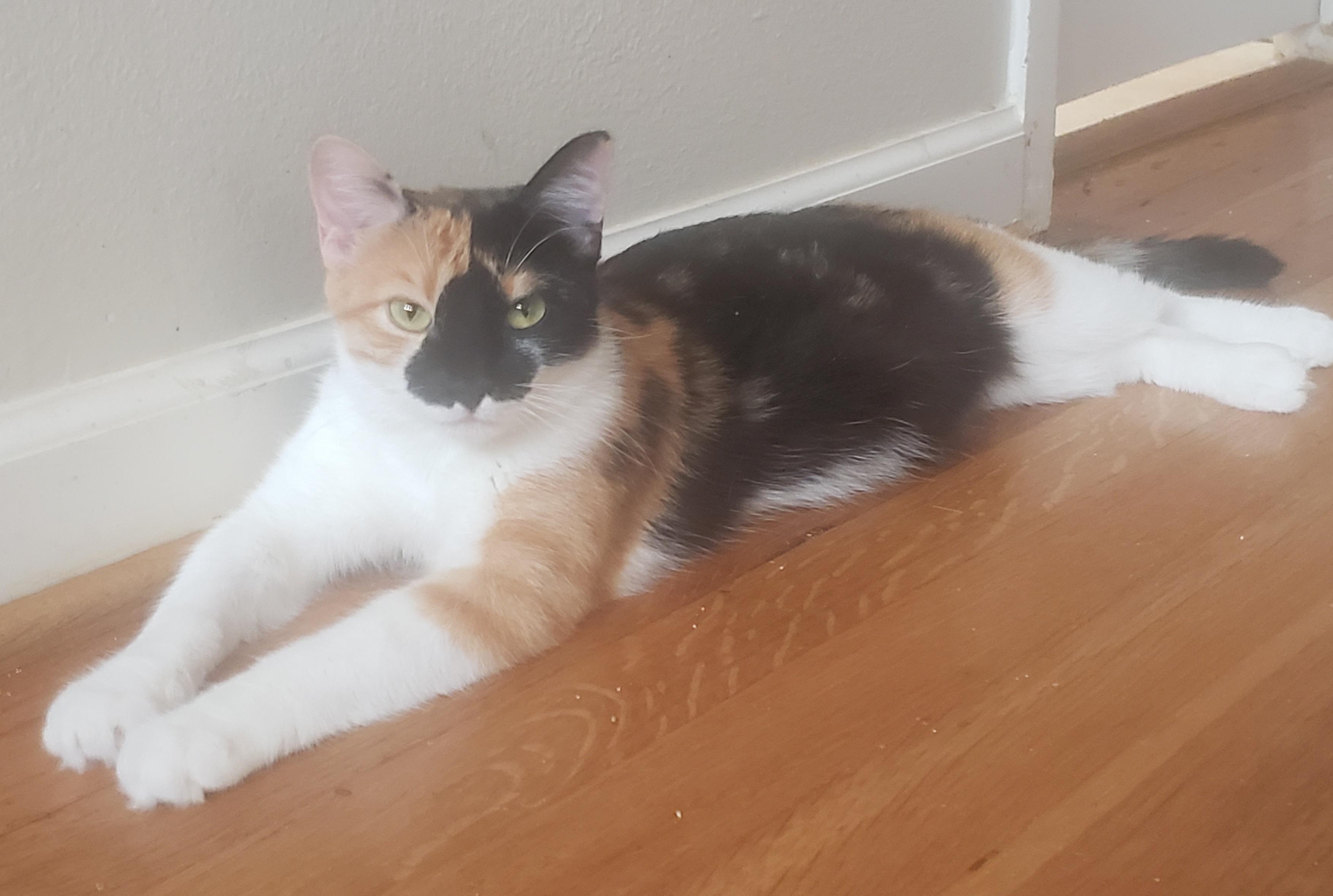 Enlarge Lucy #cute-sweet-kitten, a Adopted mixed breed in Houston, TX image 3/5