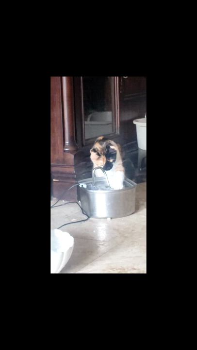 Enlarge Lucy #cute-sweet-kitten, a Adopted mixed breed in Houston, TX video 5/5