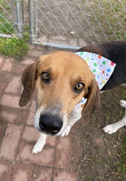 Bobby, Adoptable, Adult Male Treeing Walker Coonhound & Mixed Breed.