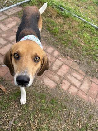 Bobby, a Adoptable mixed breed in Gulfport, MS image 3/3