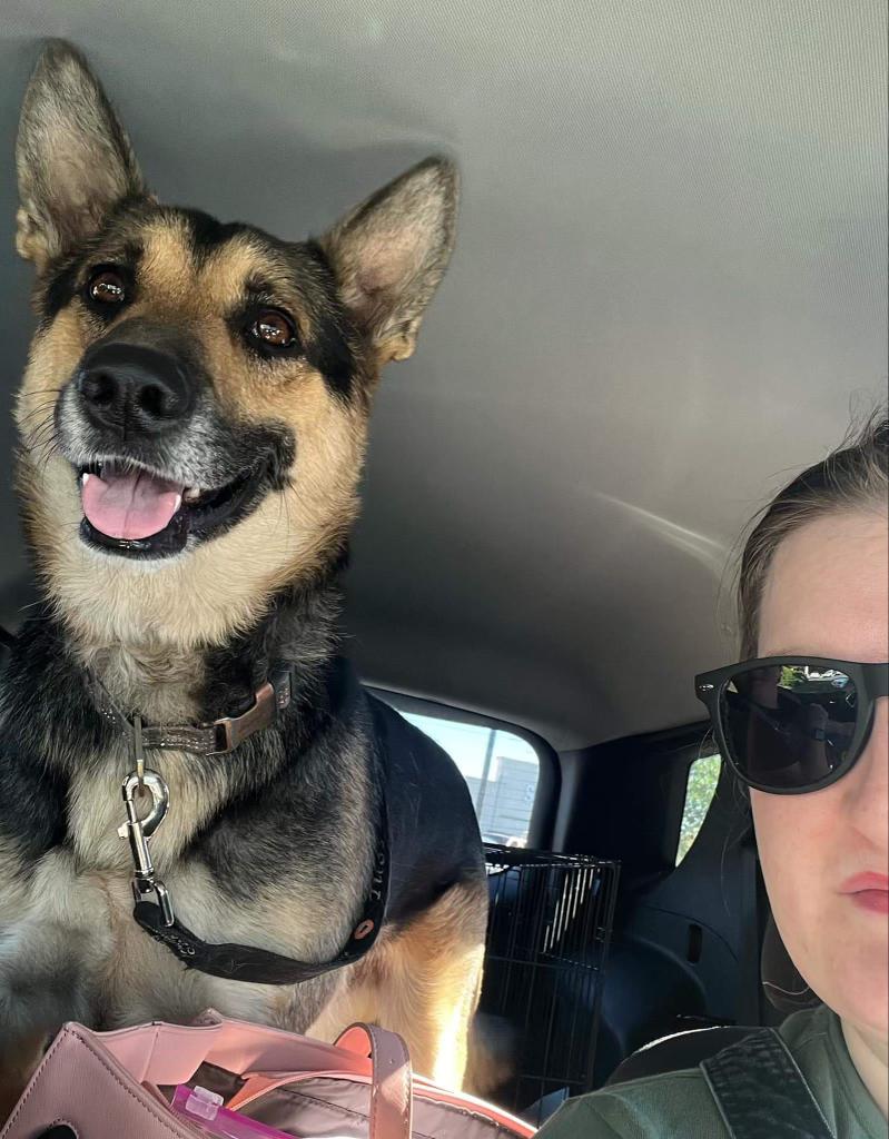 Dog for adoption Bruce the wonder dog!, a German Shepherd Dog Mix