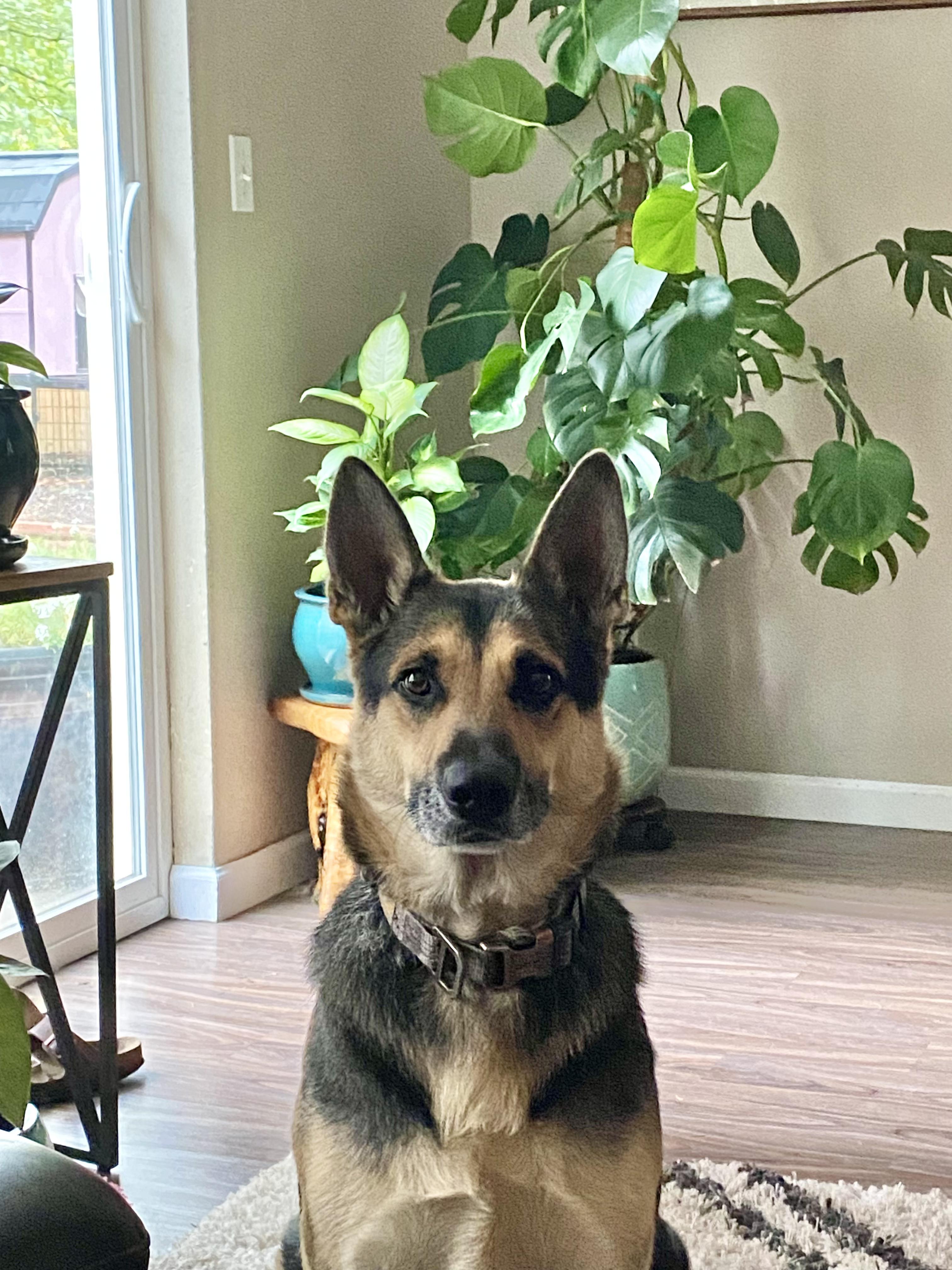 Dog for adoption Bruce the wonder dog!, a German Shepherd Dog Mix