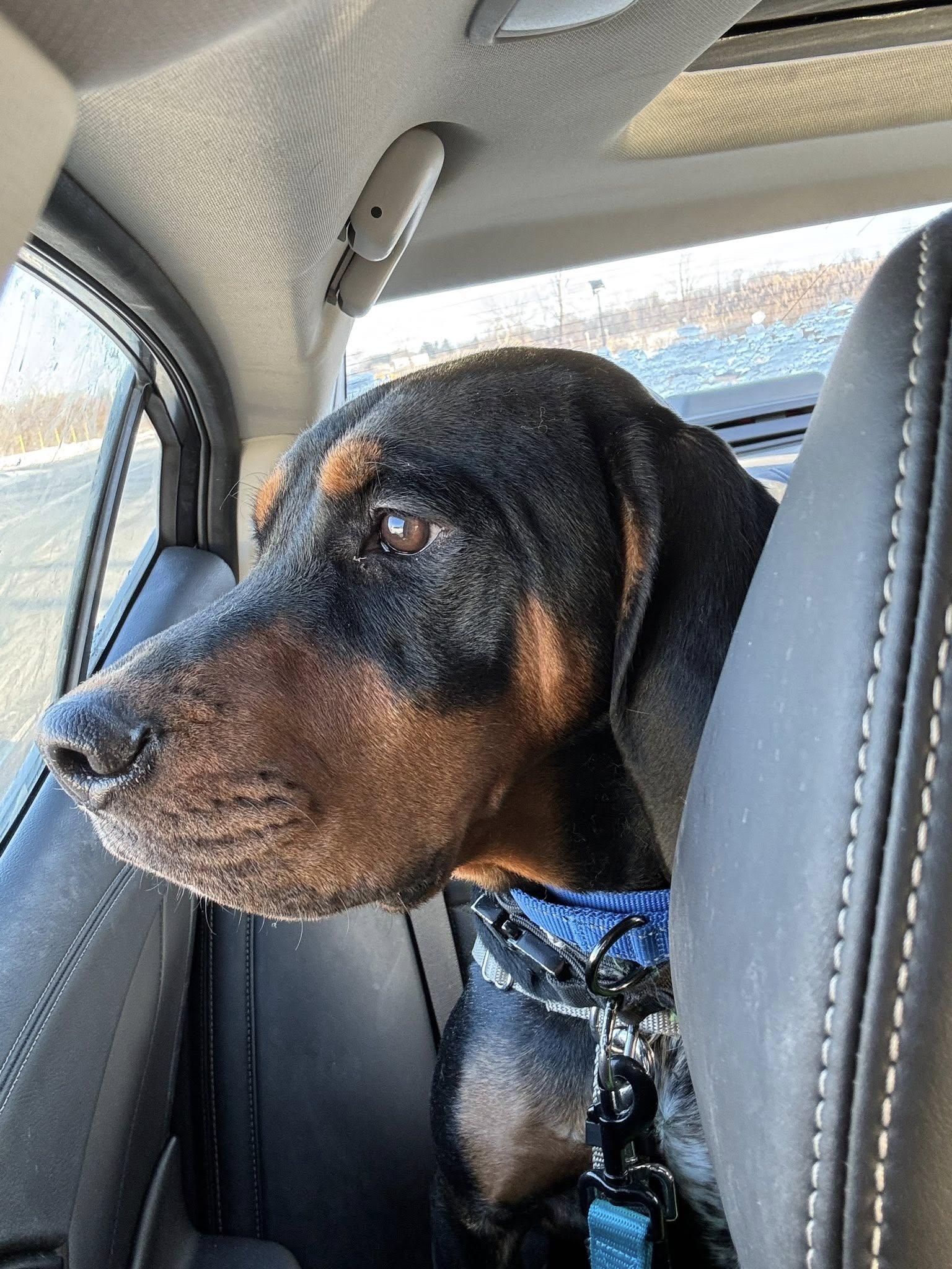 Precious, adoptable, Young Female Black and Tan Coonhound.
