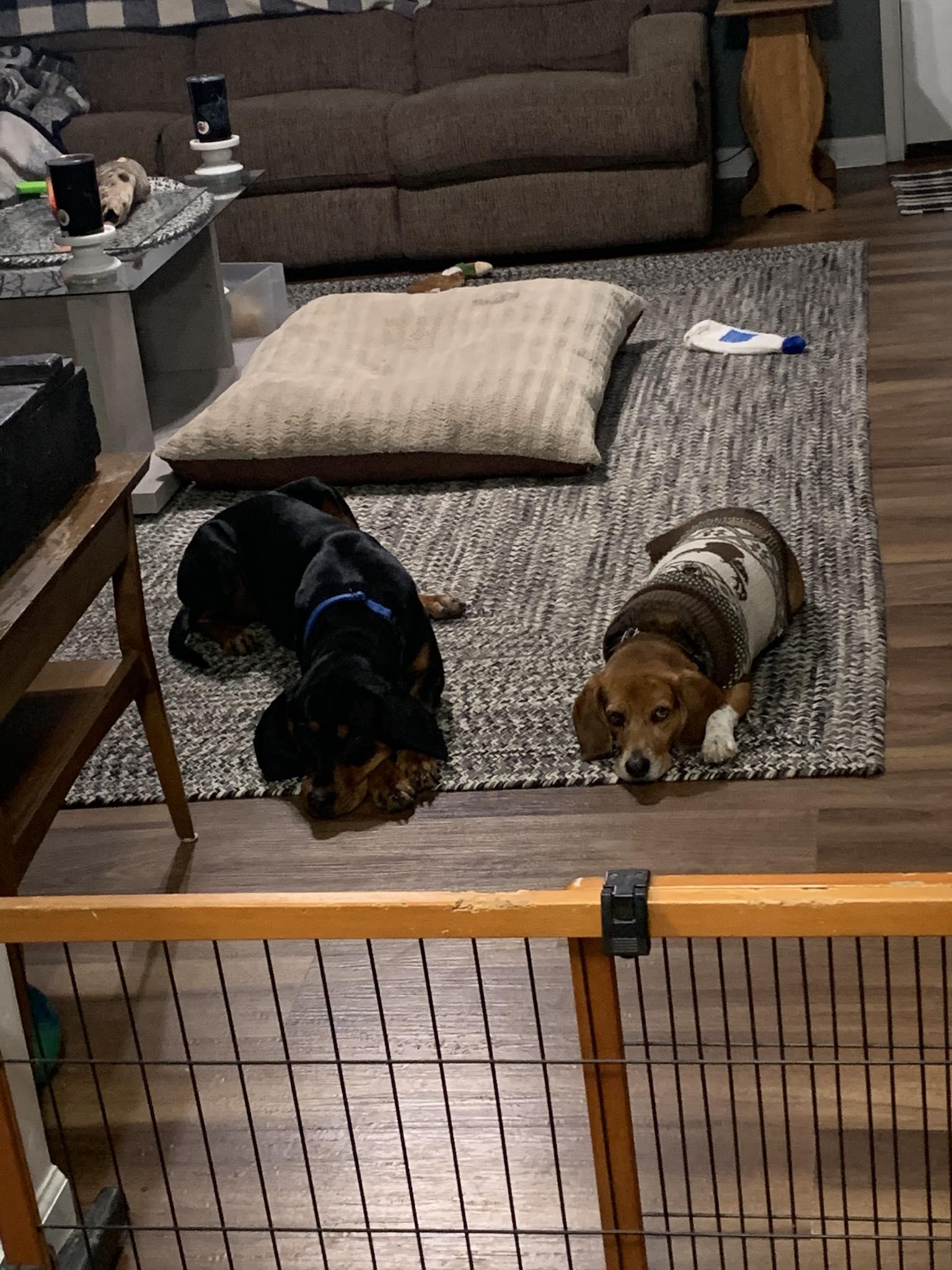 Enlarge Precious, an adoptable Black and Tan Coonhound in Indianapolis, IN image 4/6