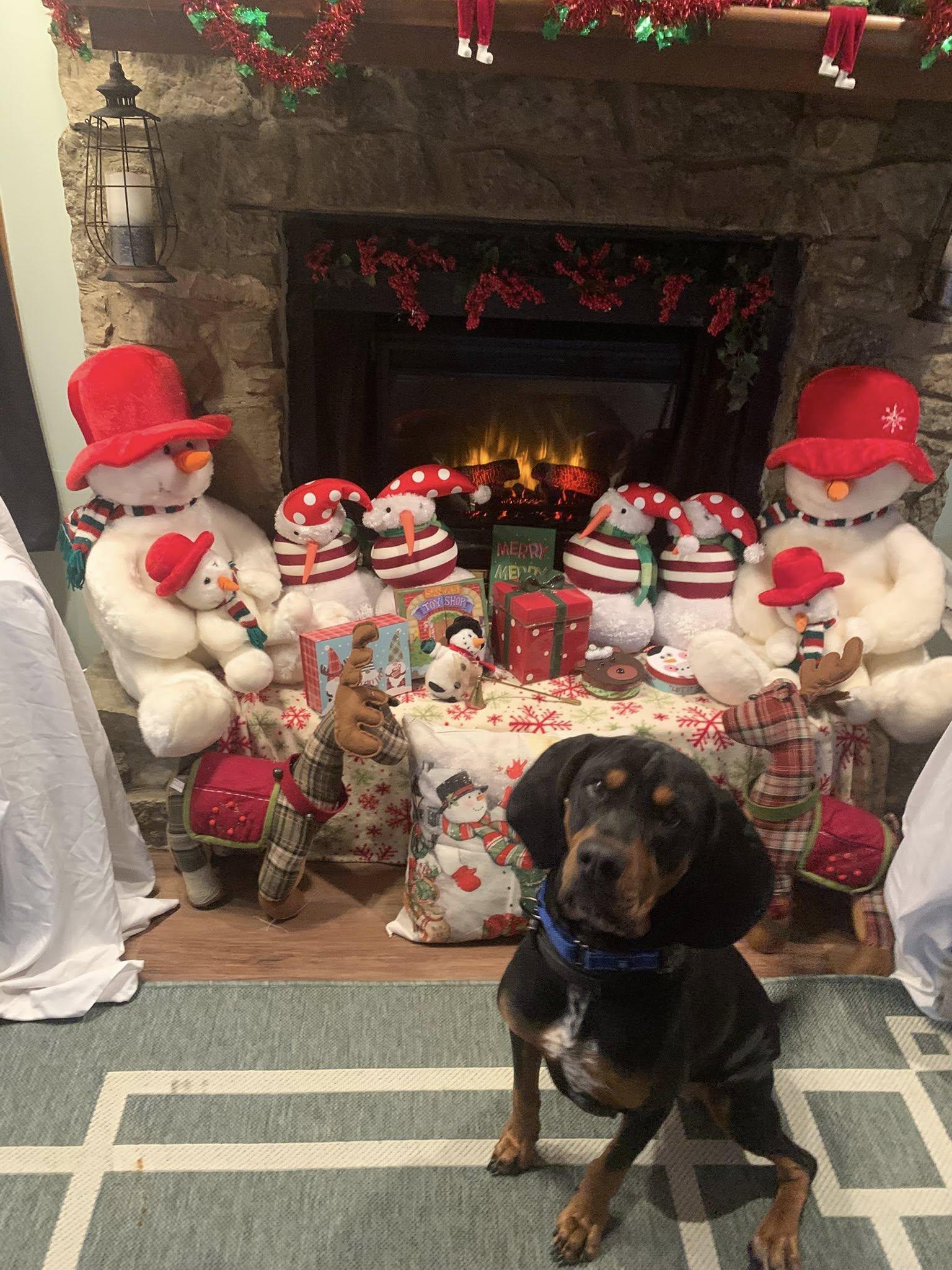 Enlarge Precious, an adoptable Black and Tan Coonhound in Indianapolis, IN image 6/6