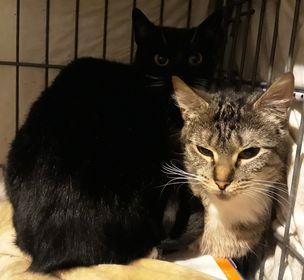 Flower & Tux, Adoptable, Young Female Tabby & Domestic Short Hair.