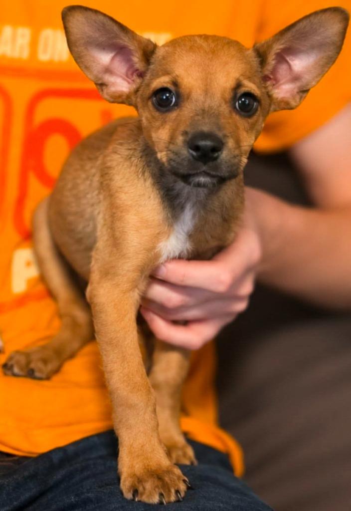 Pixie Harrington, Adoptable, Puppy Female Chihuahua & Terrier.