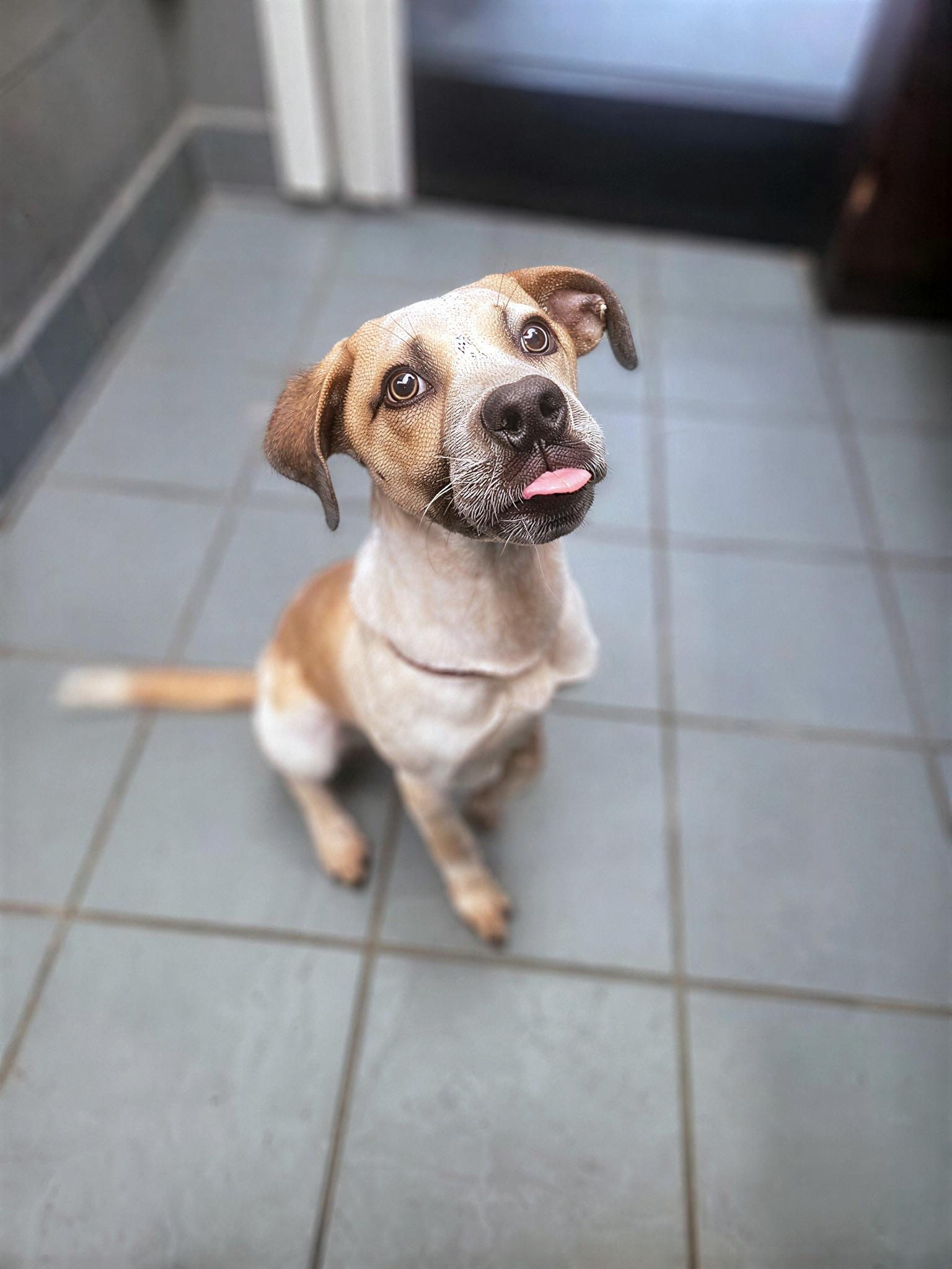 Rohan, adopted, Young Male Mixed Breed.