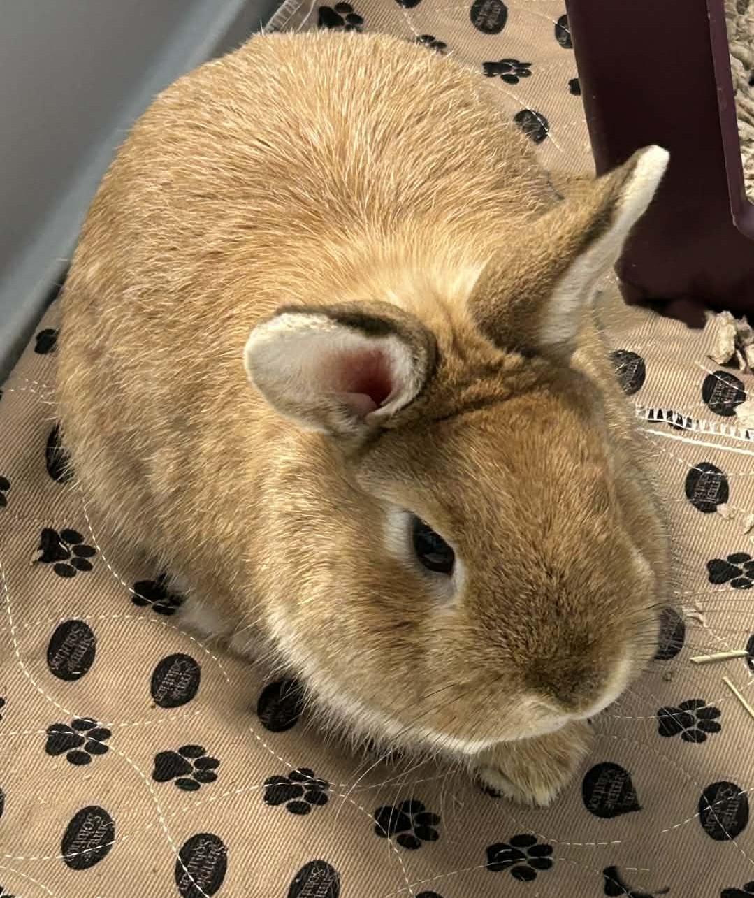 Enlarge Butters, a ADOPTABLE Netherland Dwarf in Wakefield, RI image 4/4