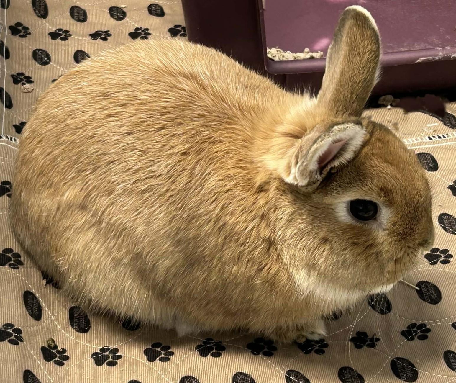 Enlarge Butters, a ADOPTABLE Netherland Dwarf in Wakefield, RI image 3/4
