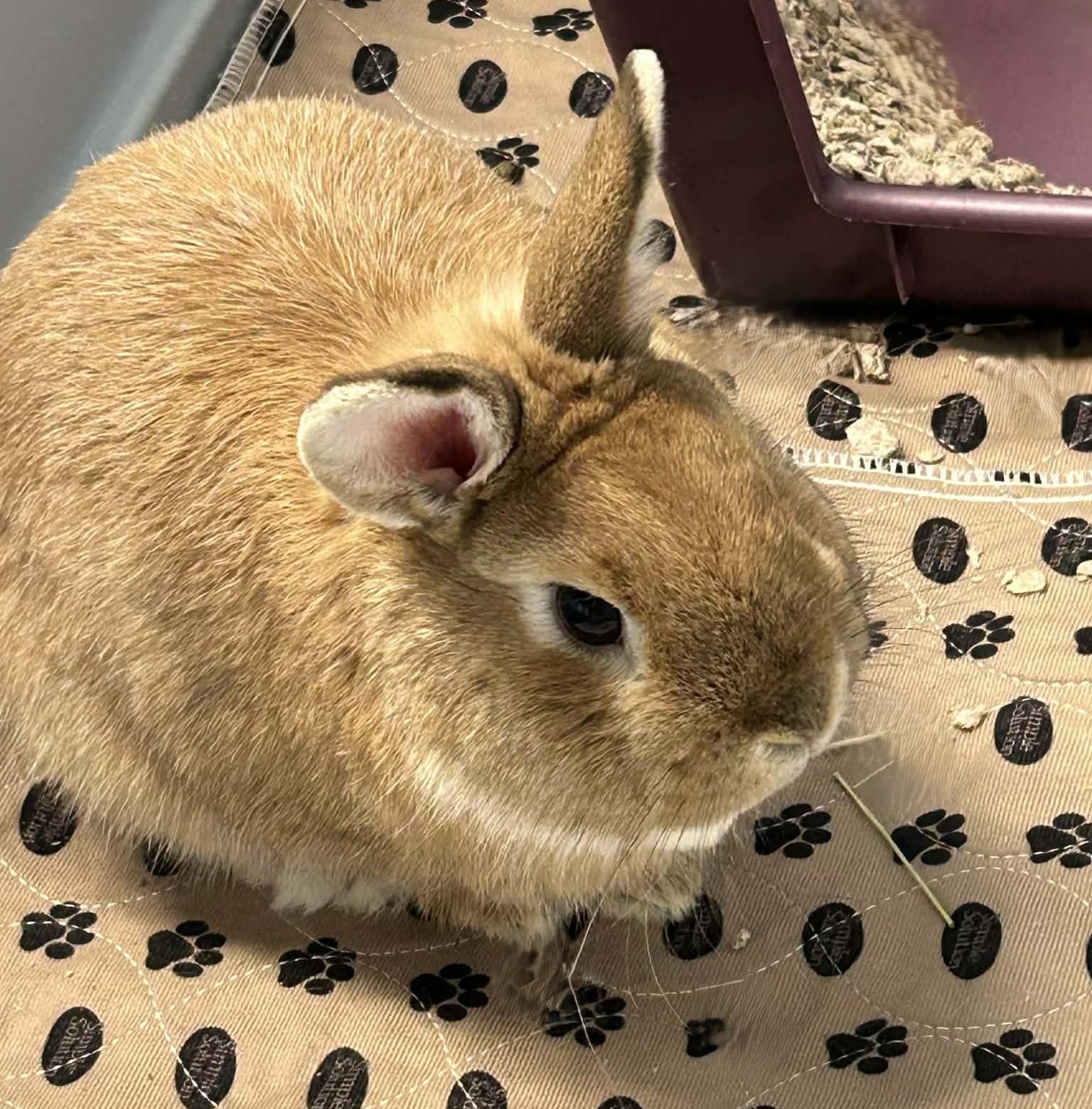 Enlarge Butters, a ADOPTABLE Netherland Dwarf in Wakefield, RI image 2/4