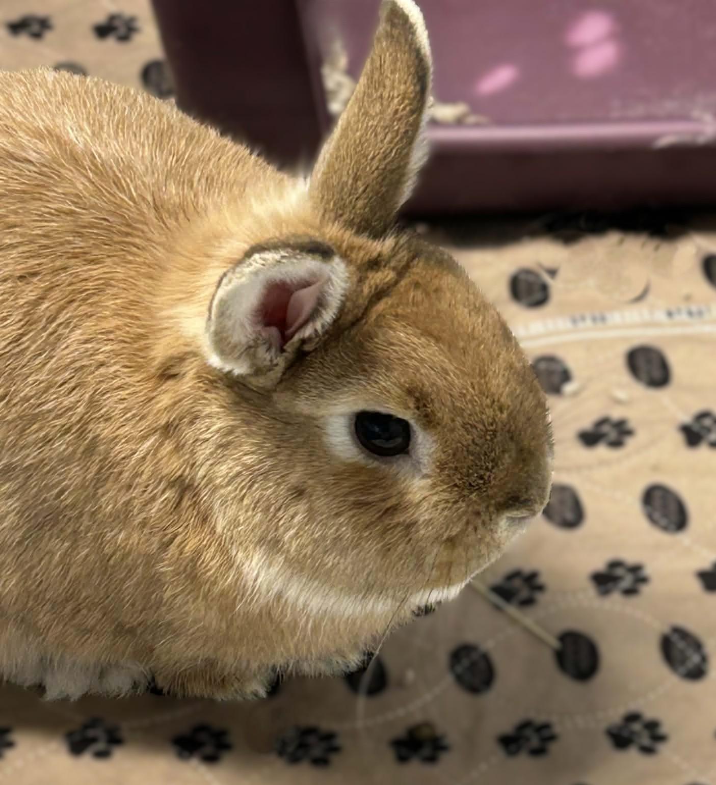 Enlarge Butters, a ADOPTABLE Netherland Dwarf in Wakefield, RI image 1/4