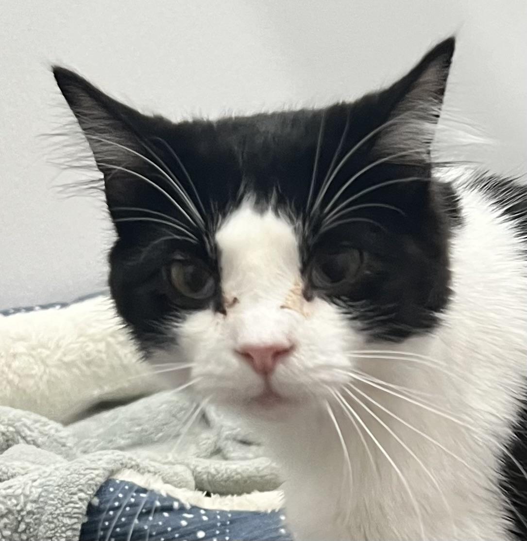 Vivian, an adoptable Domestic Medium Hair in Sault Sainte Marie, MI, 49783 | Photo Image 1