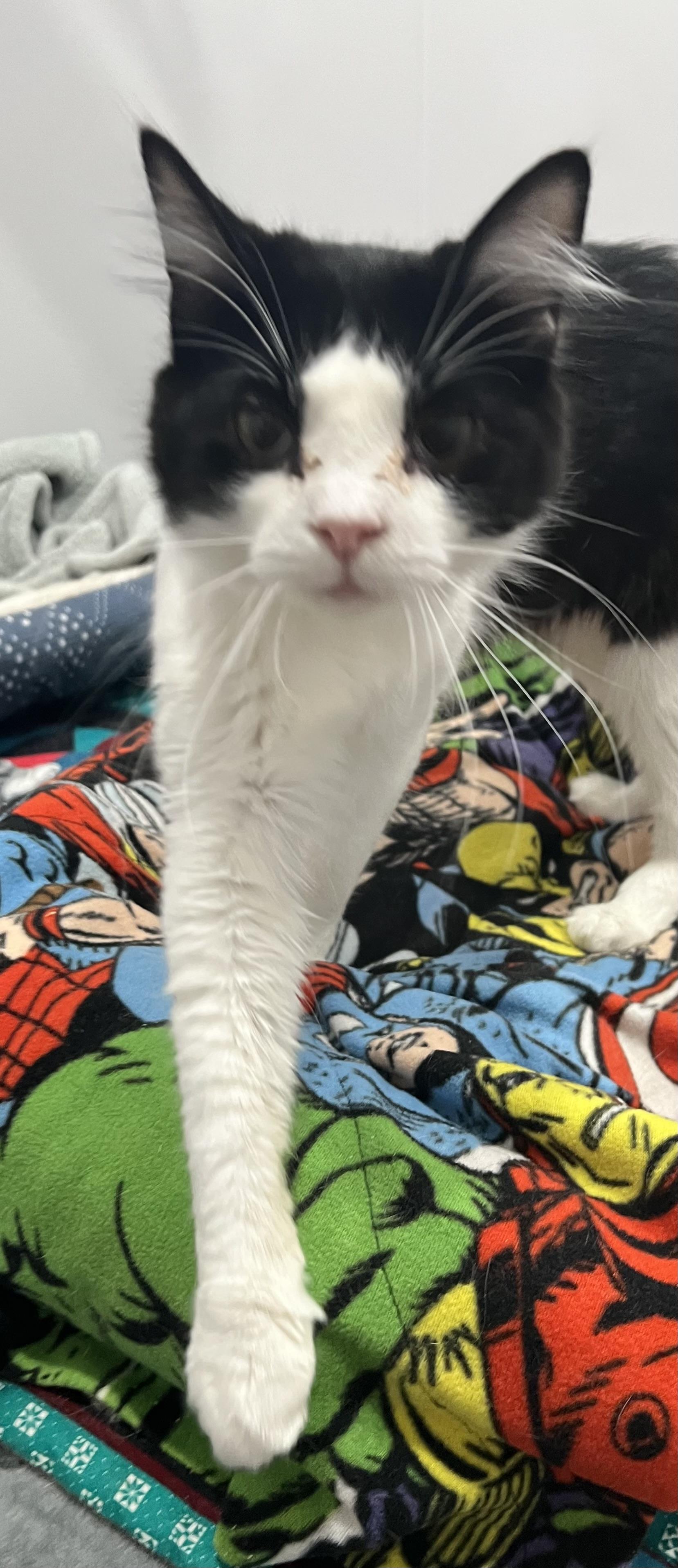 Vivian, an adoptable Domestic Medium Hair in Sault Sainte Marie, MI, 49783 | Photo Image 2