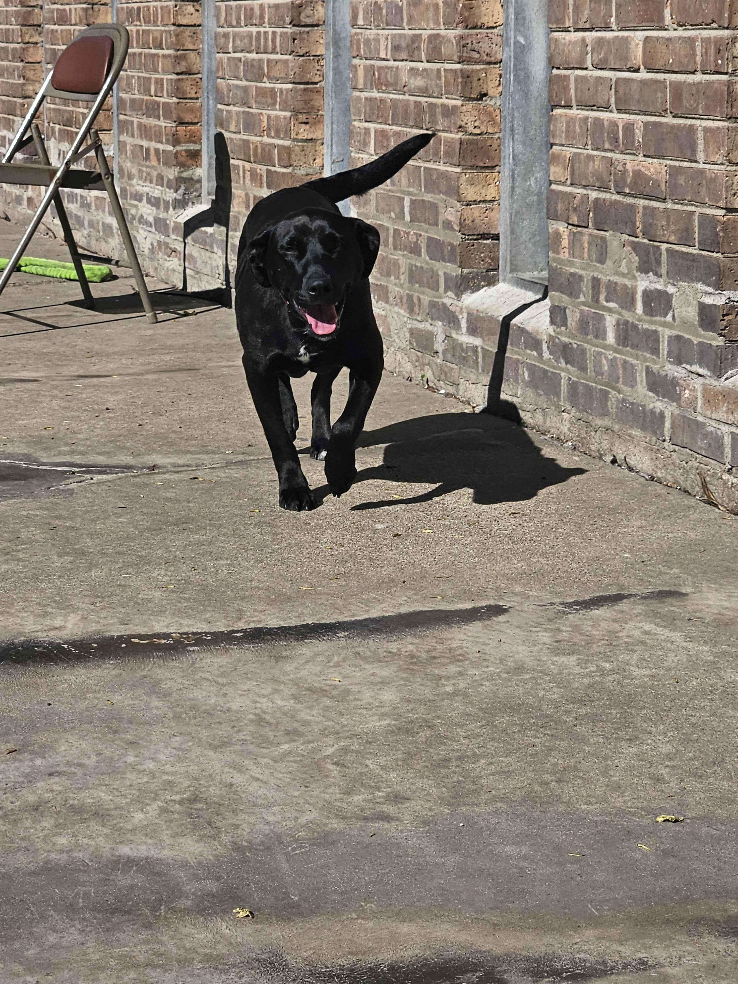 Enlarge Jelly, a ADOPTABLE mixed breed in Homewood, IL image 3/3