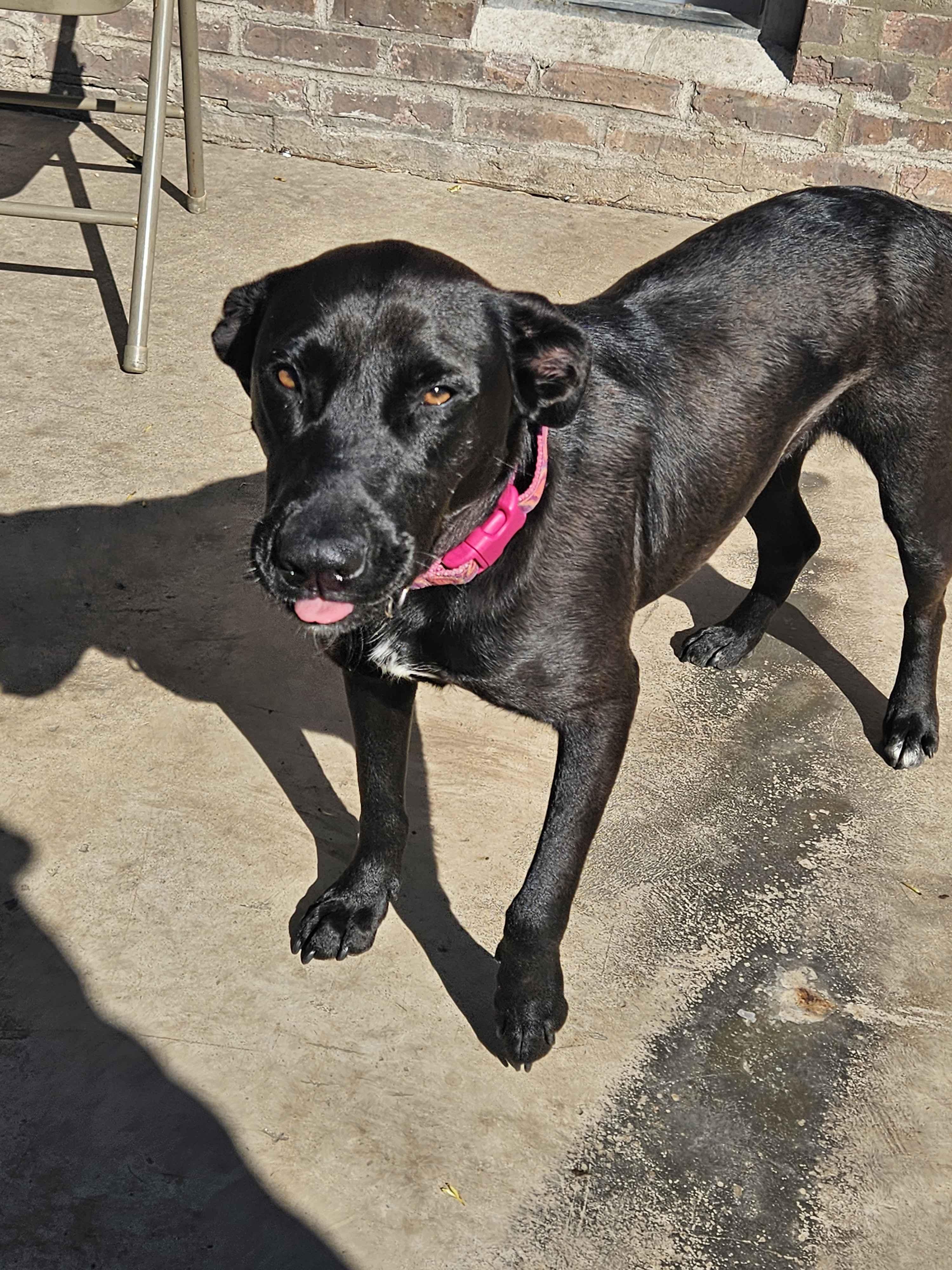 Enlarge Jelly, a ADOPTABLE mixed breed in Homewood, IL image 1/3