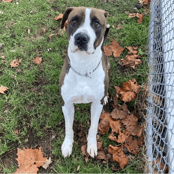 Enlarge Sosa, a Adoptable mixed breed in Fleetwood, PA image 1/5