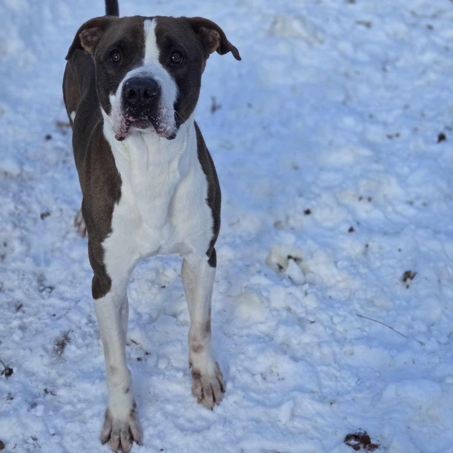 Sosa, Adoptable, Young Male Pit Bull Terrier.