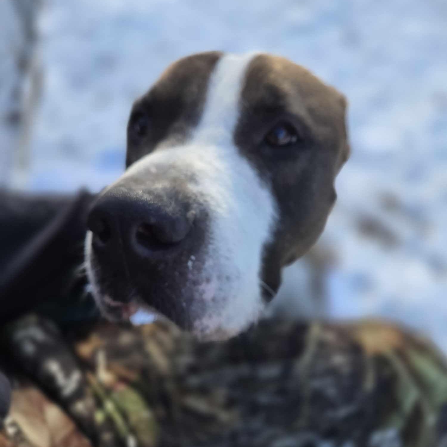 Enlarge Sosa, a Adoptable mixed breed in Fleetwood, PA image 4/5