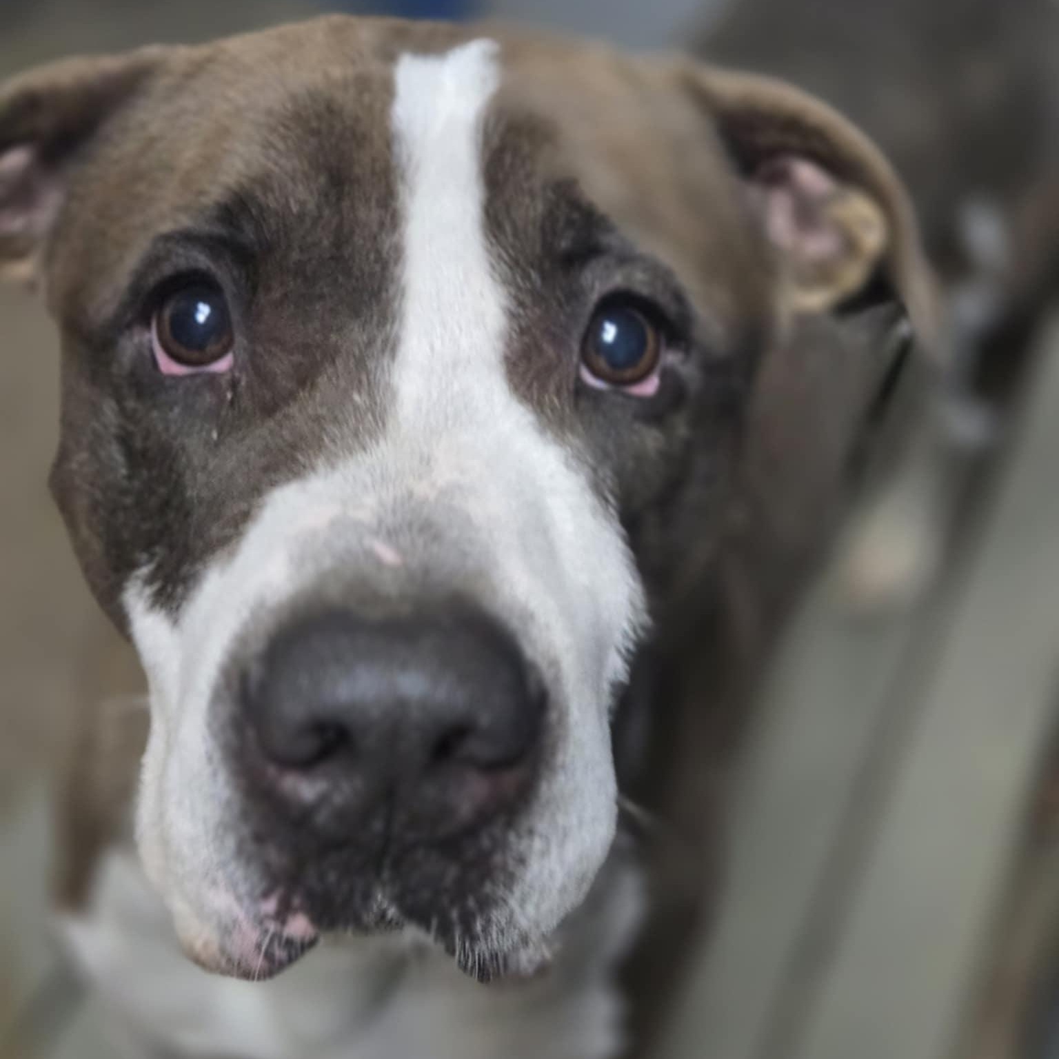 Enlarge Sosa, a Adoptable mixed breed in Fleetwood, PA image 5/5