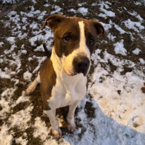 Enlarge Sosa, a Adoptable mixed breed in Fleetwood, PA image 2/5