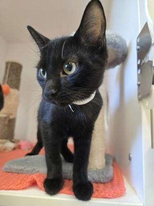 Enlarge Jazper, a Adopted mixed breed in Erin, ON image 1/1