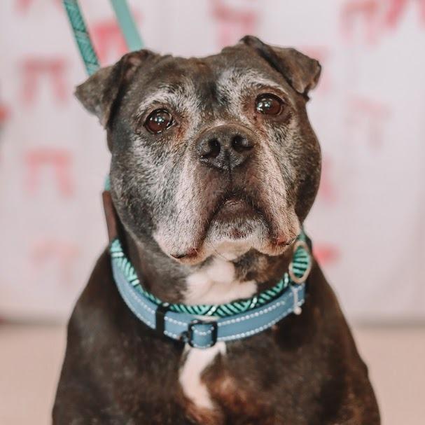 Enlarge Venus, a Adoptable Terrier in Ballston Spa, NY image 1/6