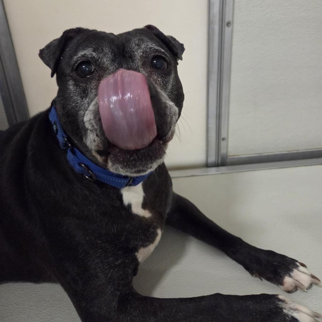 Enlarge Venus, a Adoptable Terrier in Ballston Spa, NY image 2/6