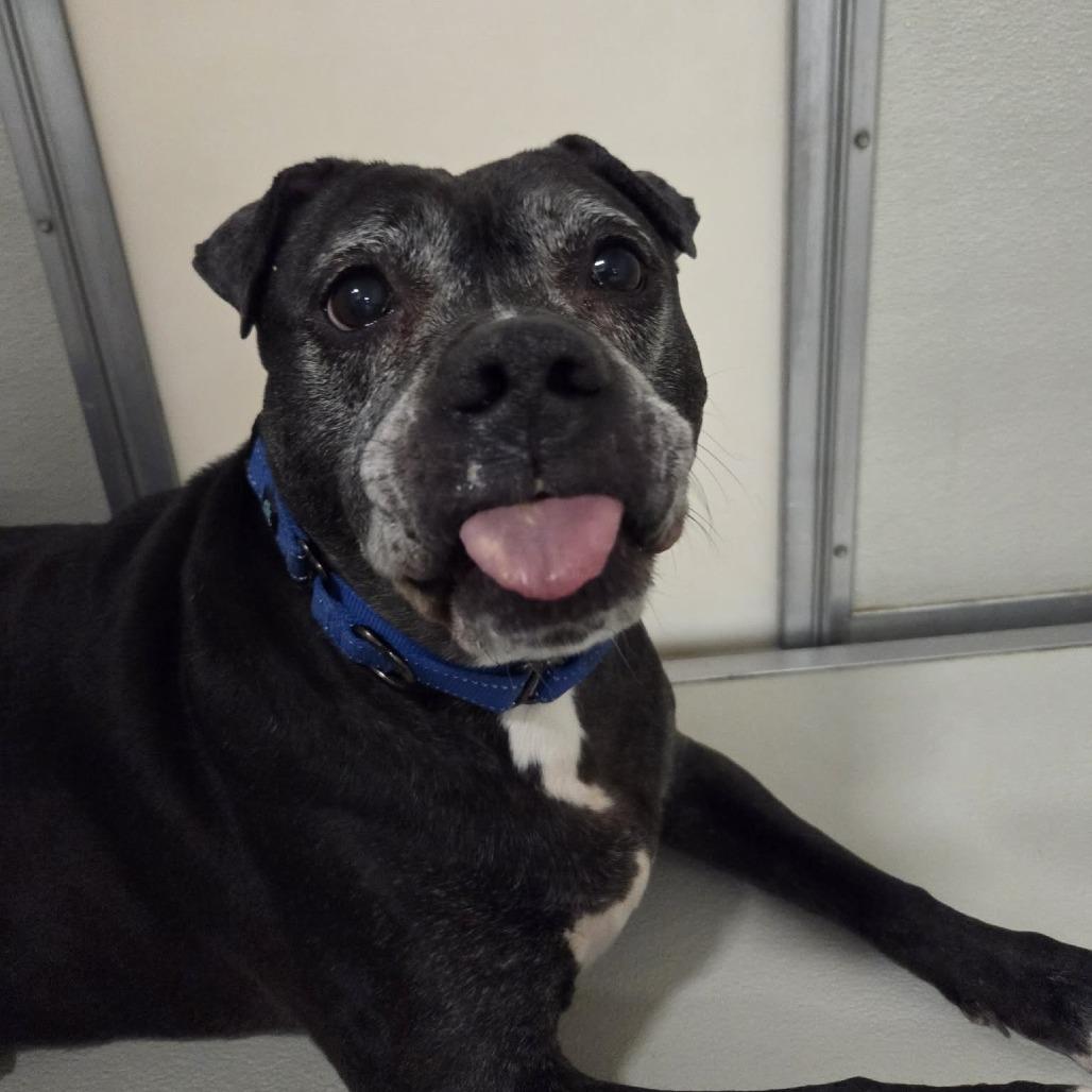 Enlarge Venus, a Adoptable Terrier in Ballston Spa, NY image 4/6