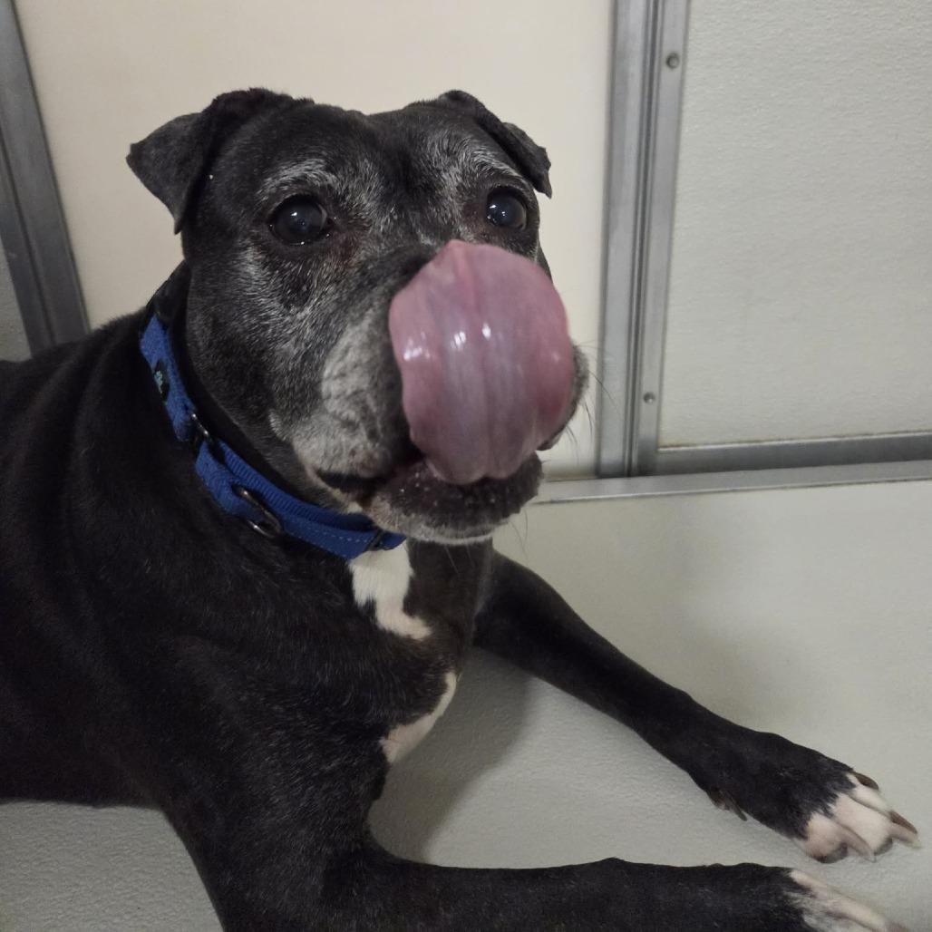 Enlarge Venus, a Adoptable Terrier in Ballston Spa, NY image 5/6