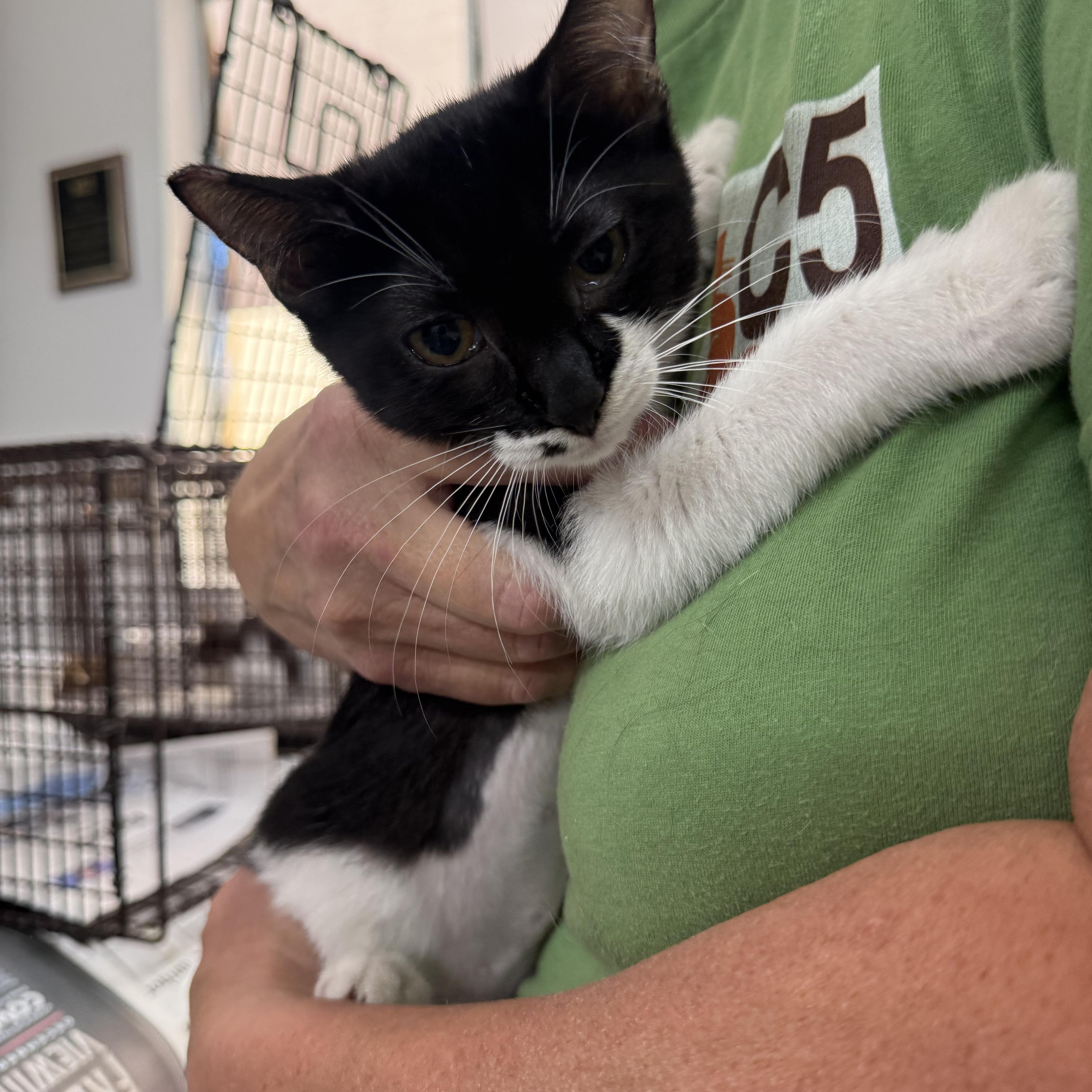 All Terrain, ADOPTABLE, Kitten Female Tuxedo.