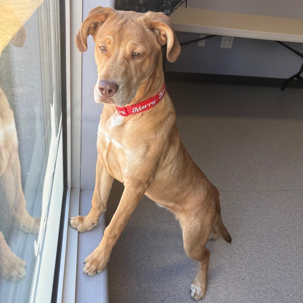 Enlarge Liz, a Adoptable Mixed Breed in Saskatoon, SK image 1/5