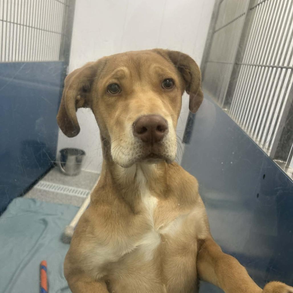 Enlarge Liz, a Adoptable Mixed Breed in Saskatoon, SK image 2/5