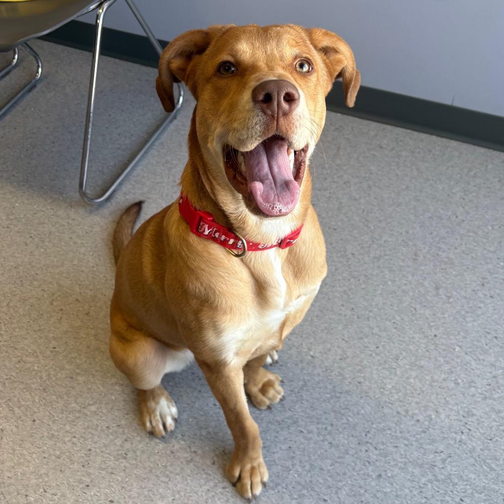Enlarge Liz, a Adoptable Mixed Breed in Saskatoon, SK image 3/5