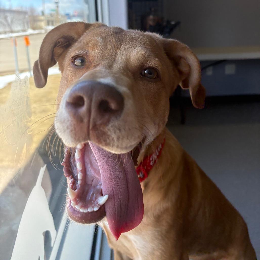 Enlarge Liz, a Adoptable Mixed Breed in Saskatoon, SK image 4/5