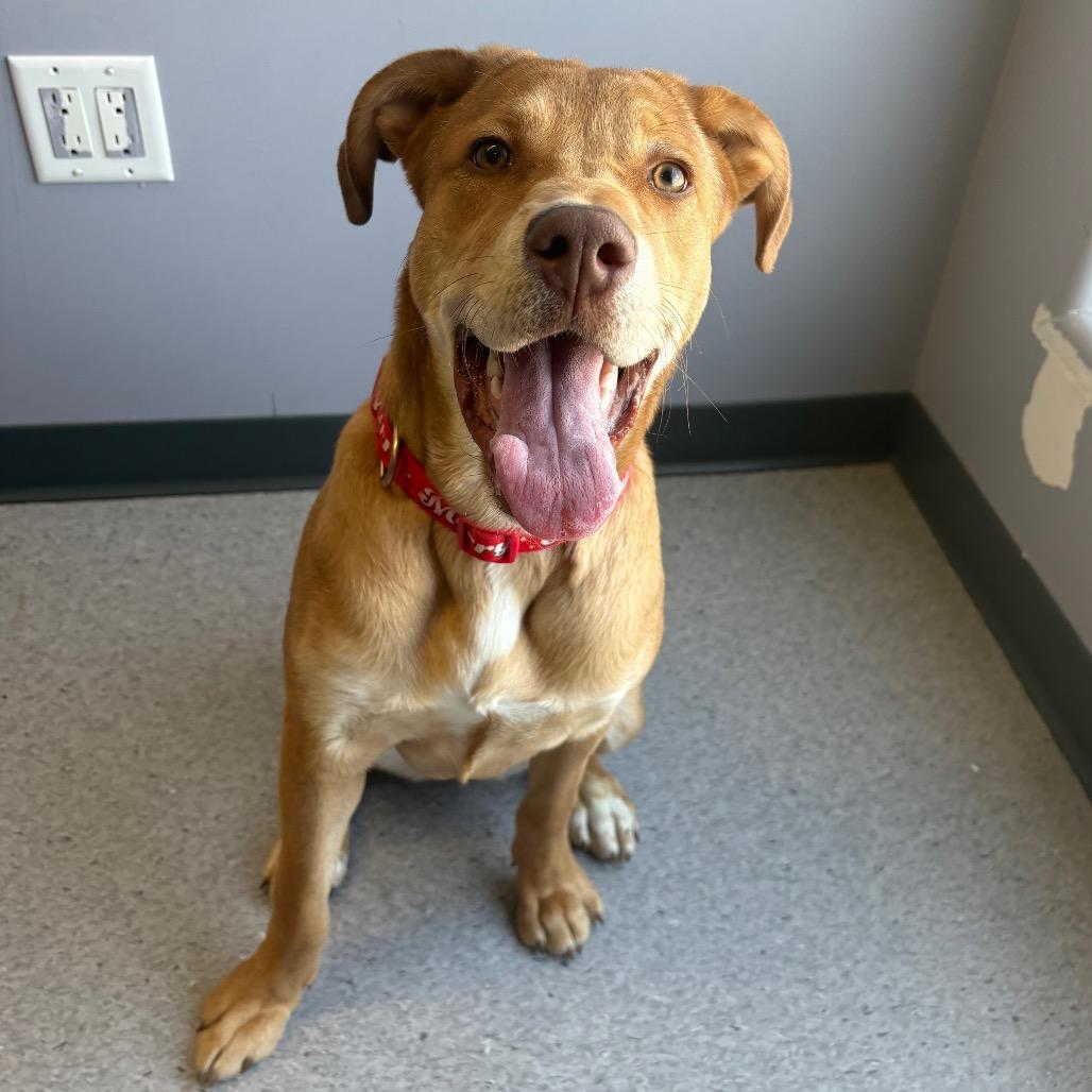 Enlarge Liz, a Adoptable Mixed Breed in Saskatoon, SK image 5/5