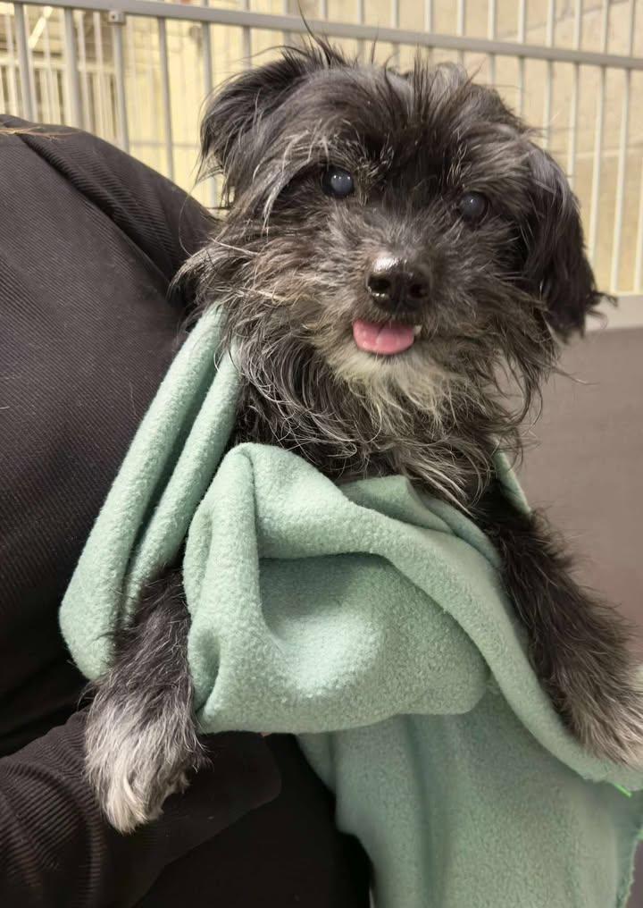 Enlarge Porter, a Adoptable mixed breed in Gardnerville, NV image 1/2