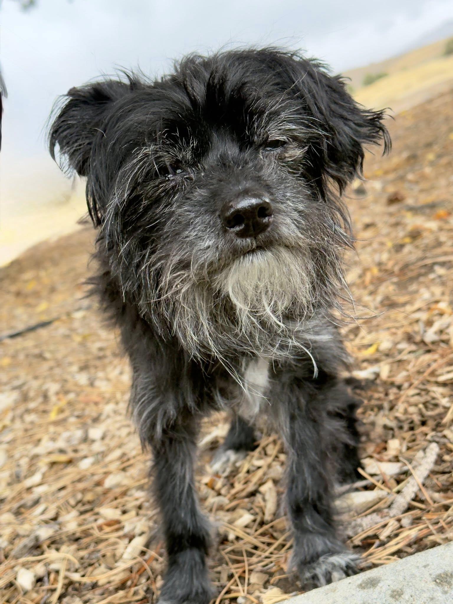 Enlarge Porter, a Adoptable mixed breed in Gardnerville, NV image 2/2