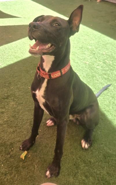 Enlarge BACH, a Adoptable mixed breed in Sacramento, CA image 1/1