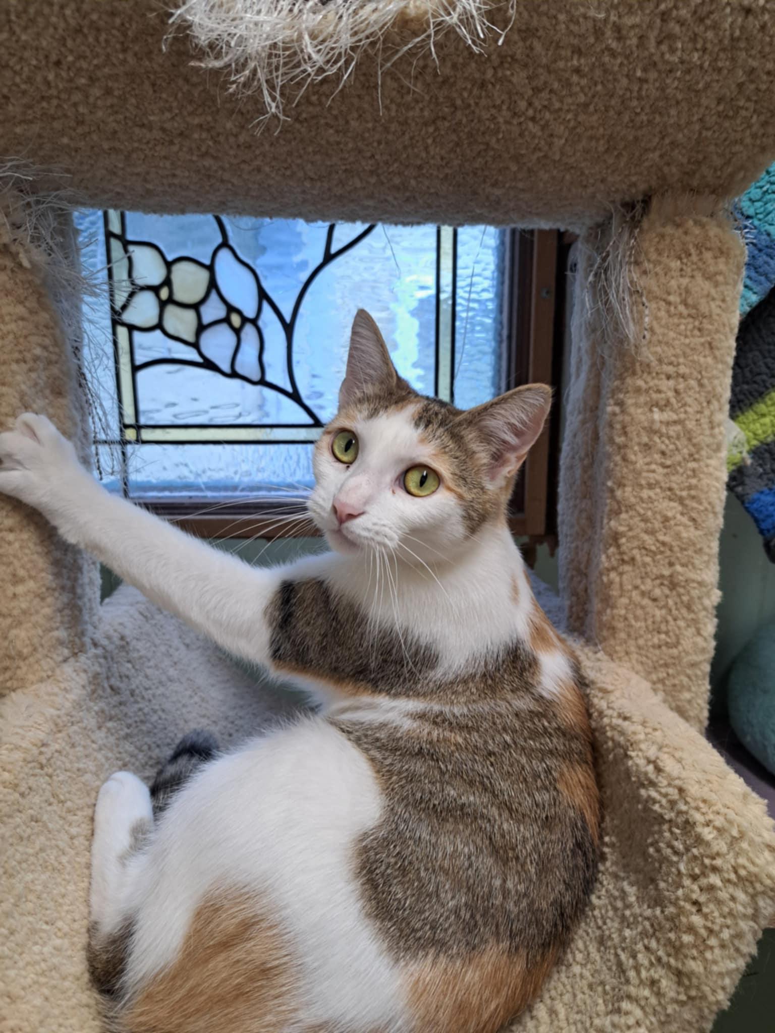 Bambi Jones, Adoptable, Adult Female Calico & Domestic Short Hair.