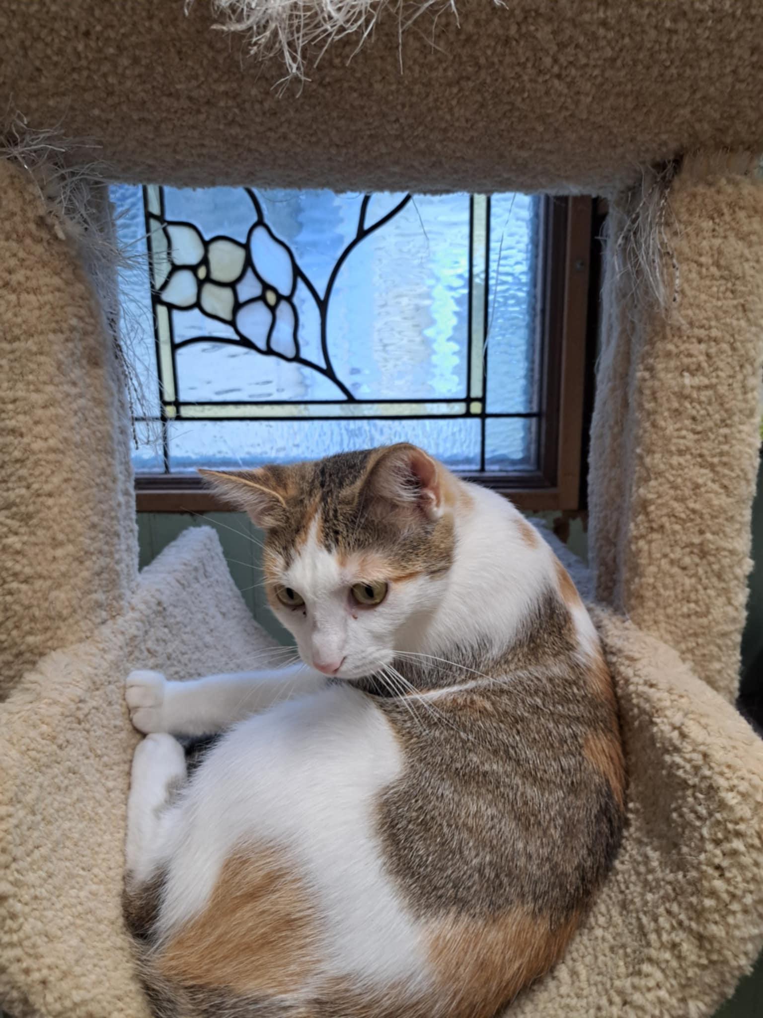 Enlarge Bambi Jones, a Adoptable mixed breed in Indianapolis, IN image 5/5