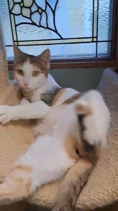 Enlarge Bambi Jones, a Adoptable mixed breed in Indianapolis, IN video 4/5